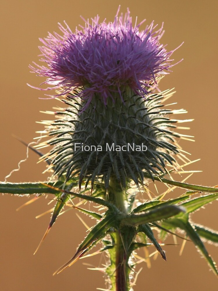 Thistle by orcadia