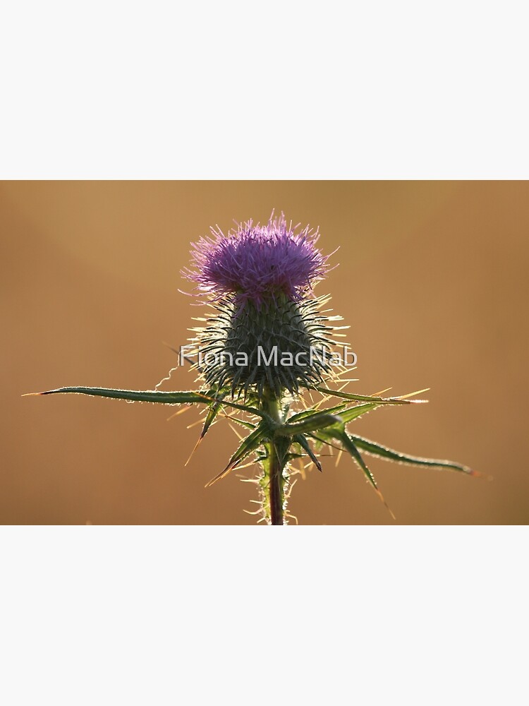 Thistle by orcadia