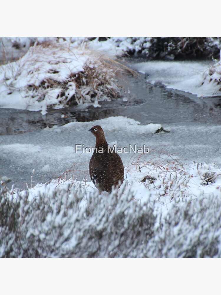 Red grouse in winter by orcadia