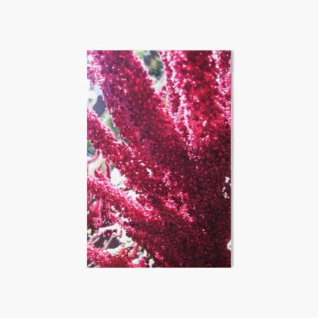 Magenta Flowers, Floral Photography by Courtney Hatcher Art Board Print