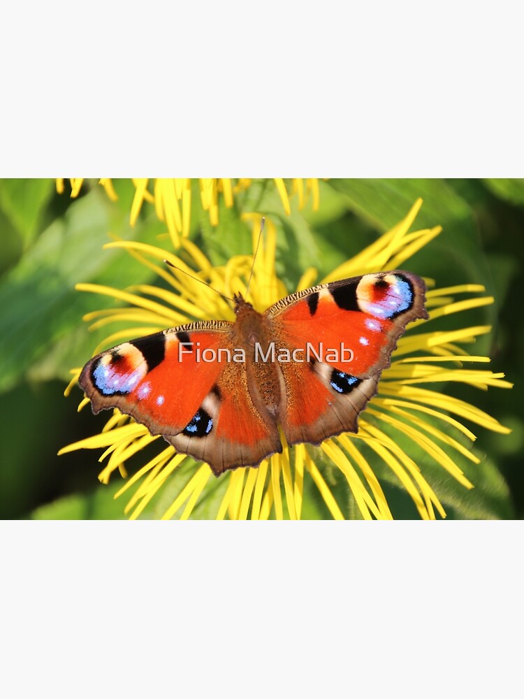 Peacock butterfly by orcadia