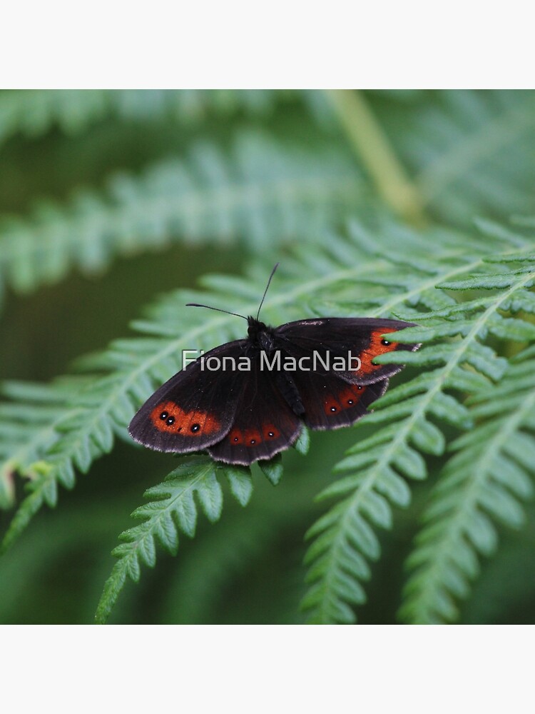 Scotch Argus butterfly by orcadia