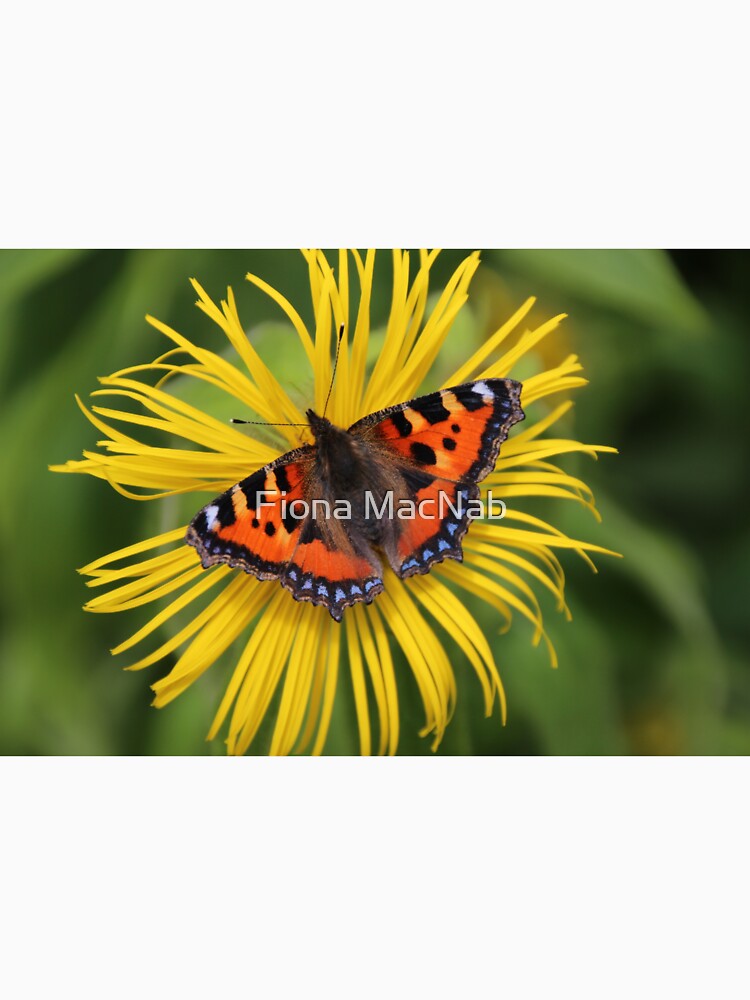 Small tortoiseshell by orcadia