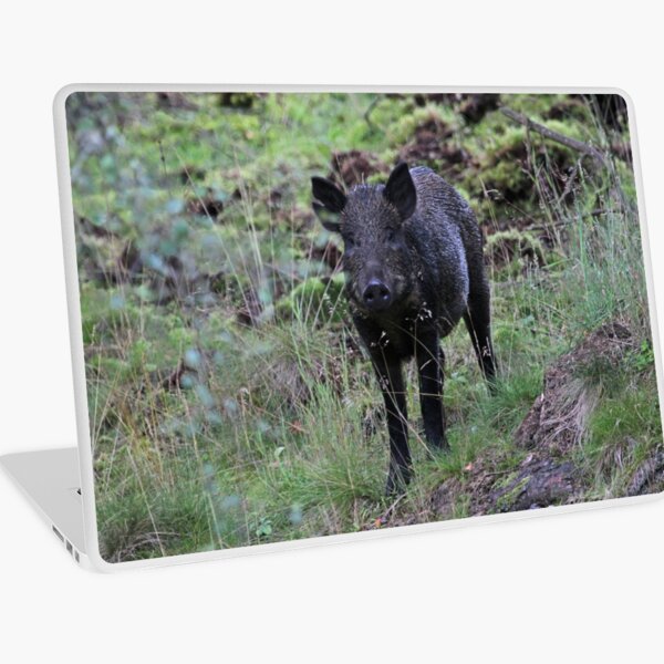 Wild boar Laptop Skin