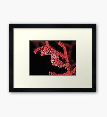 Pygmy seahorse Framed Print