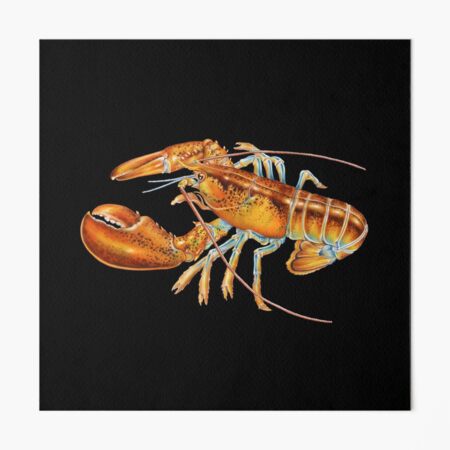 MAINE LOBSTER SUPPORTING the BOSTON RED SOX (NEW ENGLAND PROUD) Editorial  Stock Image - Illustration of organ, shirt: 269688429