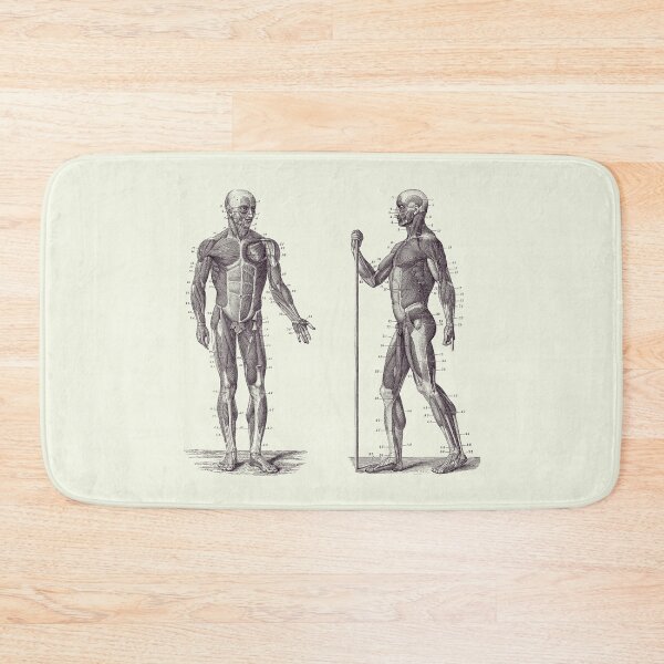 Item preview, Dual View Human Muscle System - Vintage Anatomy 2 designed and sold by VAposters.