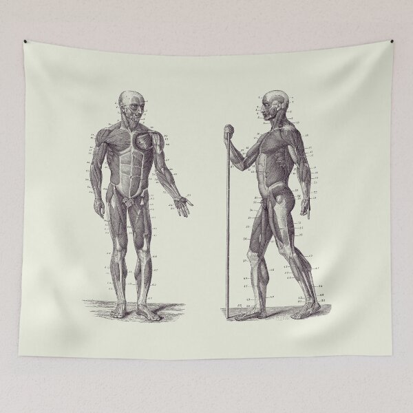 Item preview, Dual View Human Muscle System - Vintage Anatomy 2 designed and sold by VAposters.
