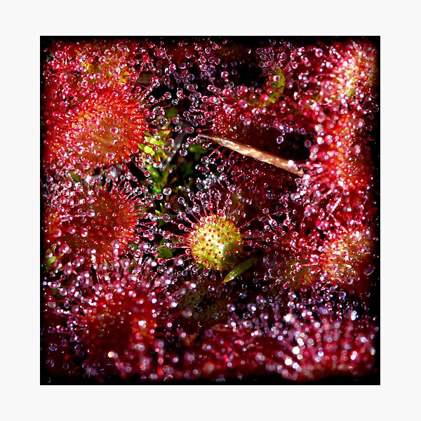 ~ Red Bubbles ~ Photographic Print