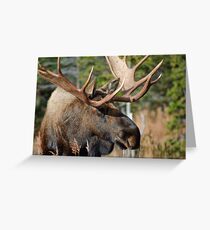 Bull Moose Greeting Card