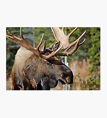 Bull Moose Photographic Print