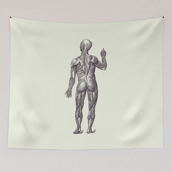 Item preview, Human Muscle System - Rear View - Vintage Anatomy 2 designed and sold by VAposters.