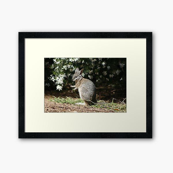 Tammar Wallaby Framed Art Print