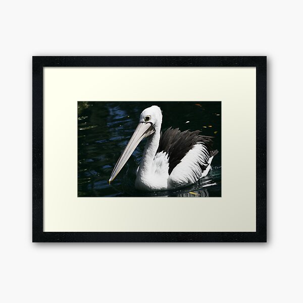 Pelican Framed Art Print