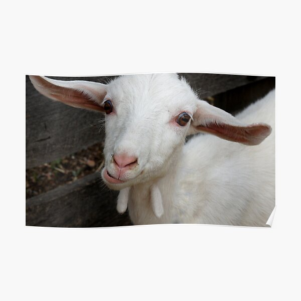 Baby Goat Poster