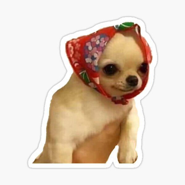 Cute Chihuahua Sticker By Adhdkuroo Redbubble
