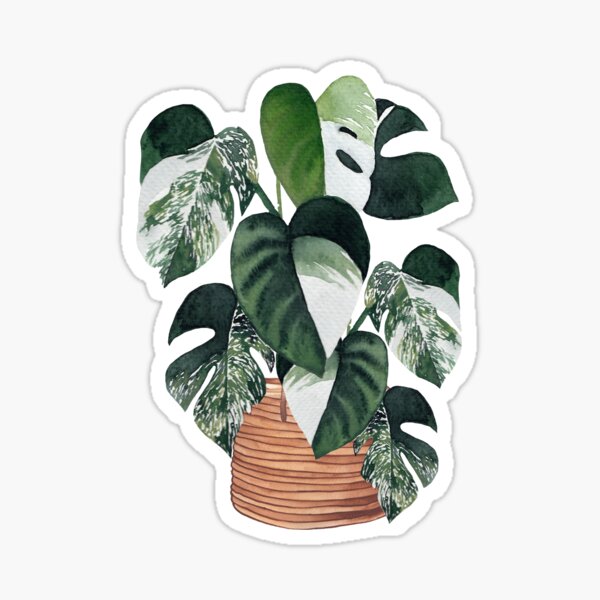 Variegated monstera Sticker