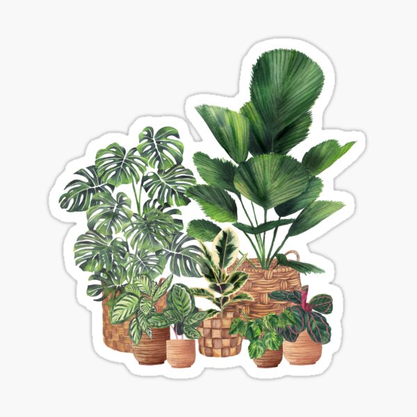 House Plants Illustration 8 Sticker