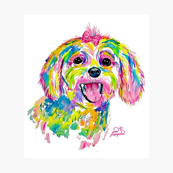 Maltese or Bichon Frise painting Photographic Print