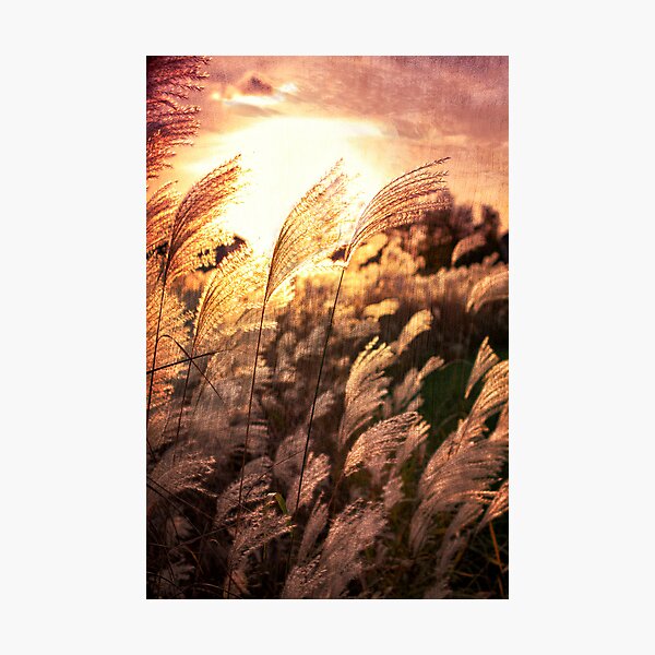 Item preview, Autumn Sunset designed and sold by Elisabeth Ansley.