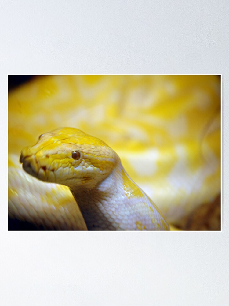 "Albino Burmese python " Poster for Sale by ScottStaley | Redbubble