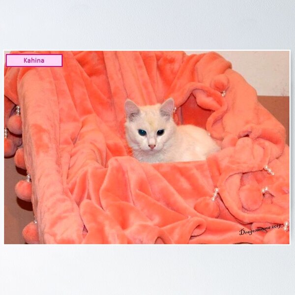 Item preview, RAISSA KAHINA 1 Queen of the Berbers white cat blanket pink orange cute sweet portrait photo designed and sold by dragonemma.