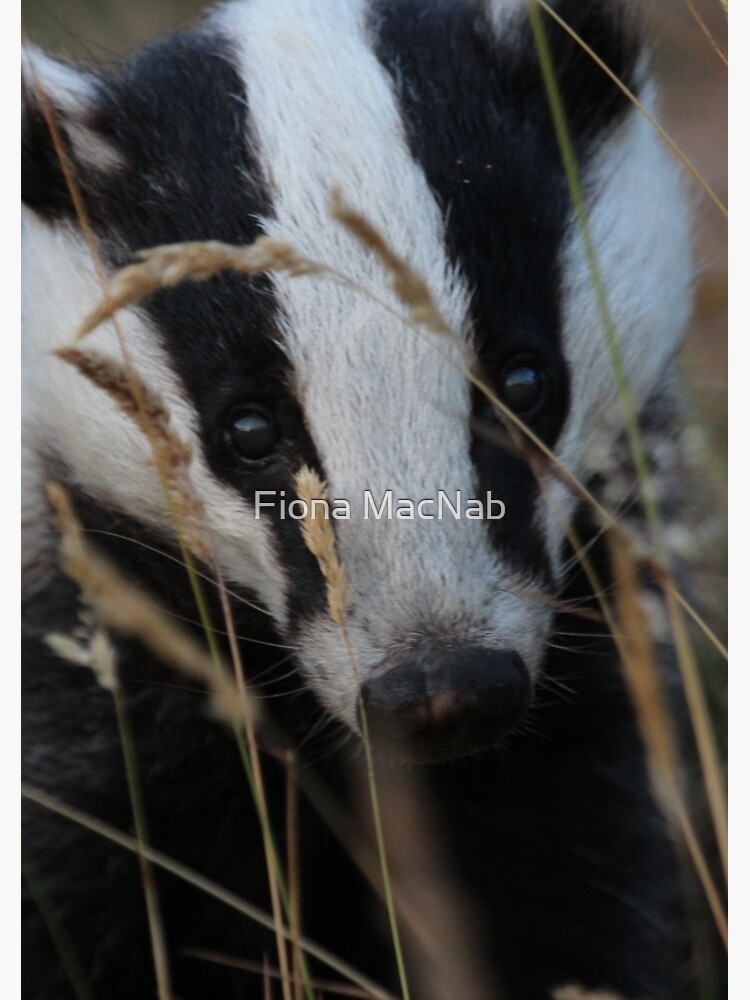 Thumbnail 3 of 3, Journal, Badger hide and seek designed and sold by orcadia.
