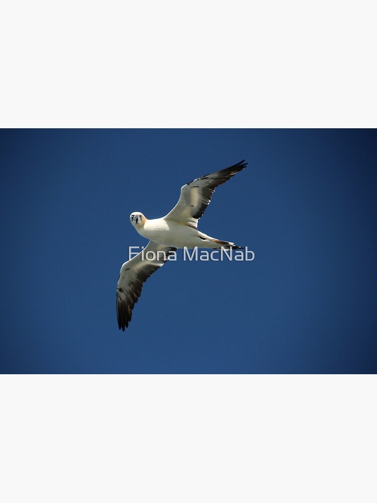 Flypast by orcadia