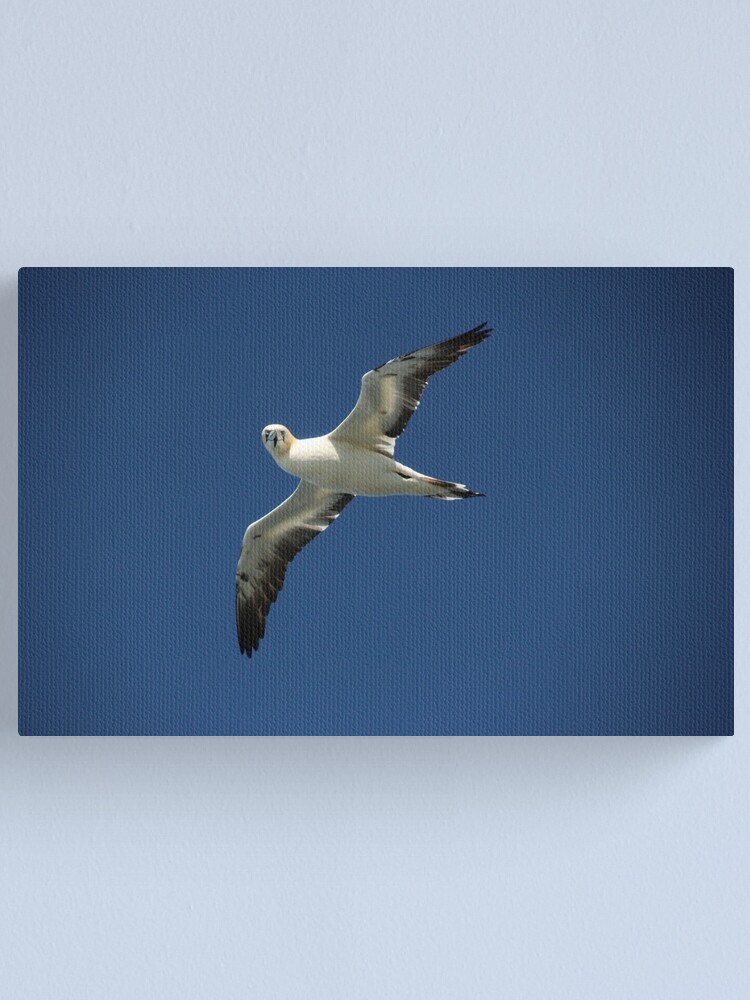Alternate view of Flypast Canvas Print