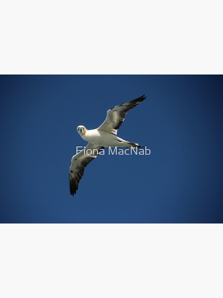 Flypast by orcadia