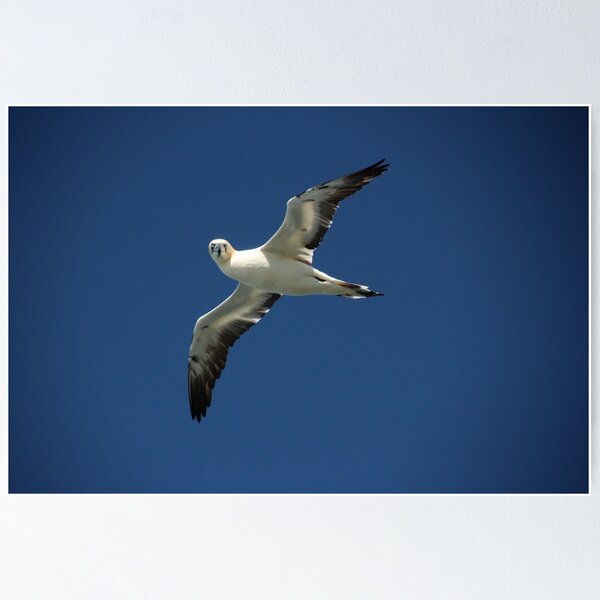Item preview, Flypast designed and sold by Fiona MacNab.