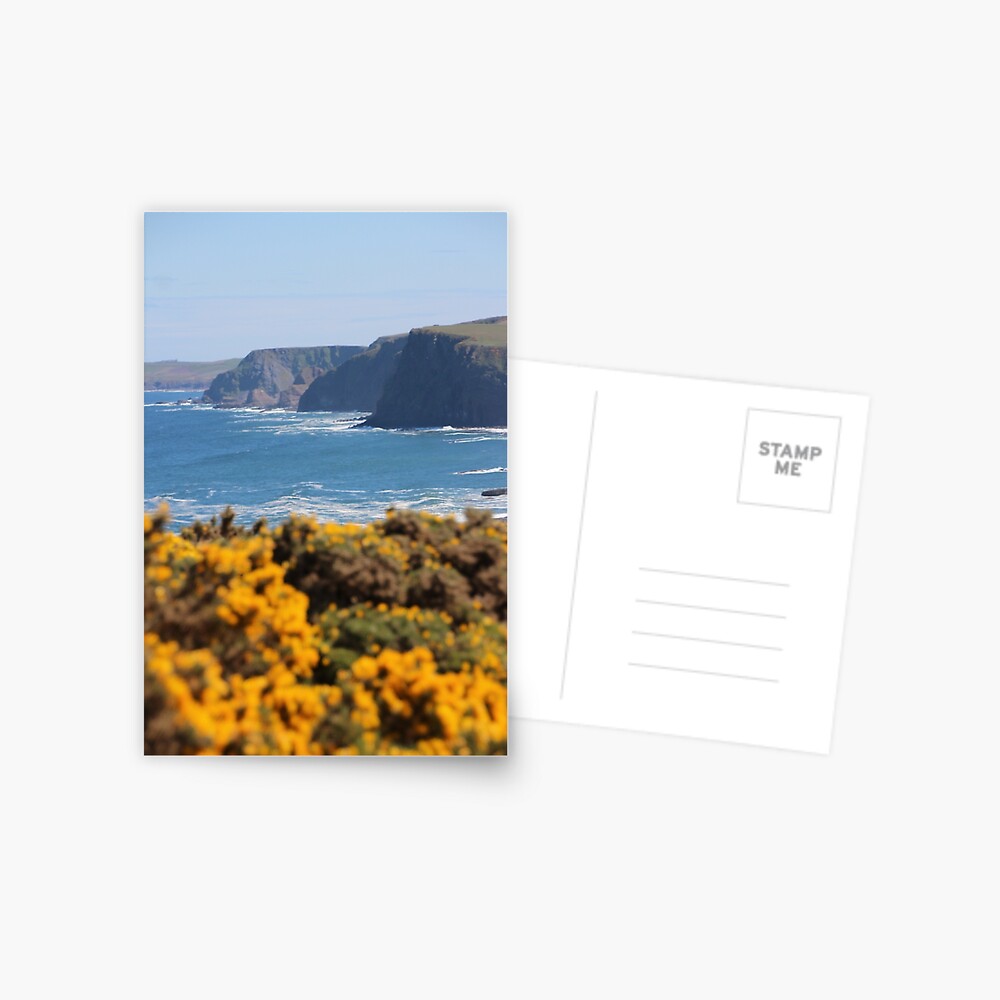 Springtime gorse Postcard