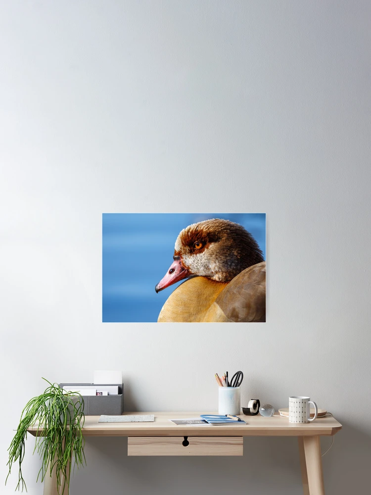 Thumbnail 2 of 3, Poster, Goose face designed and sold by Tadas Svetikas.