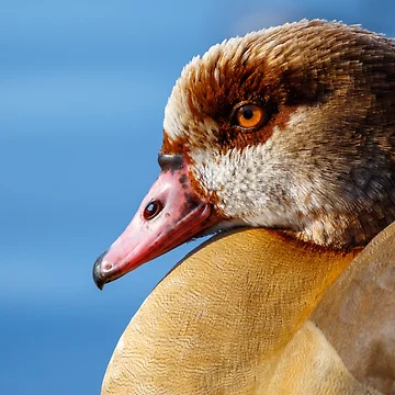 Artwork thumbnail, Goose face by Tadas Svetikas