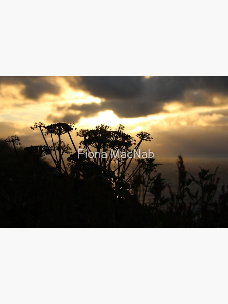 Sunset blossom by orcadia