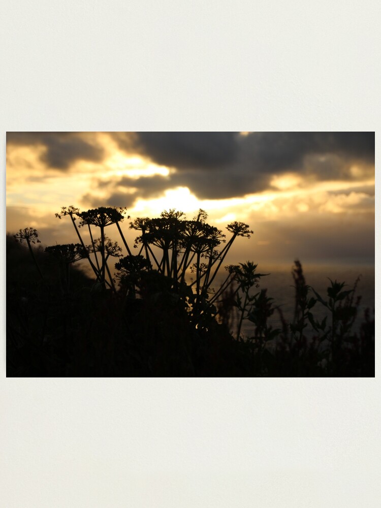 Alternate view of Sunset blossom Photographic Print