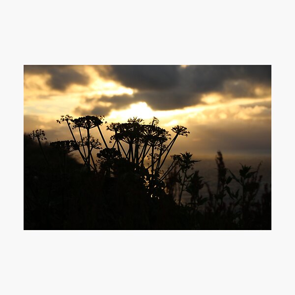 Sunset blossom Photographic Print