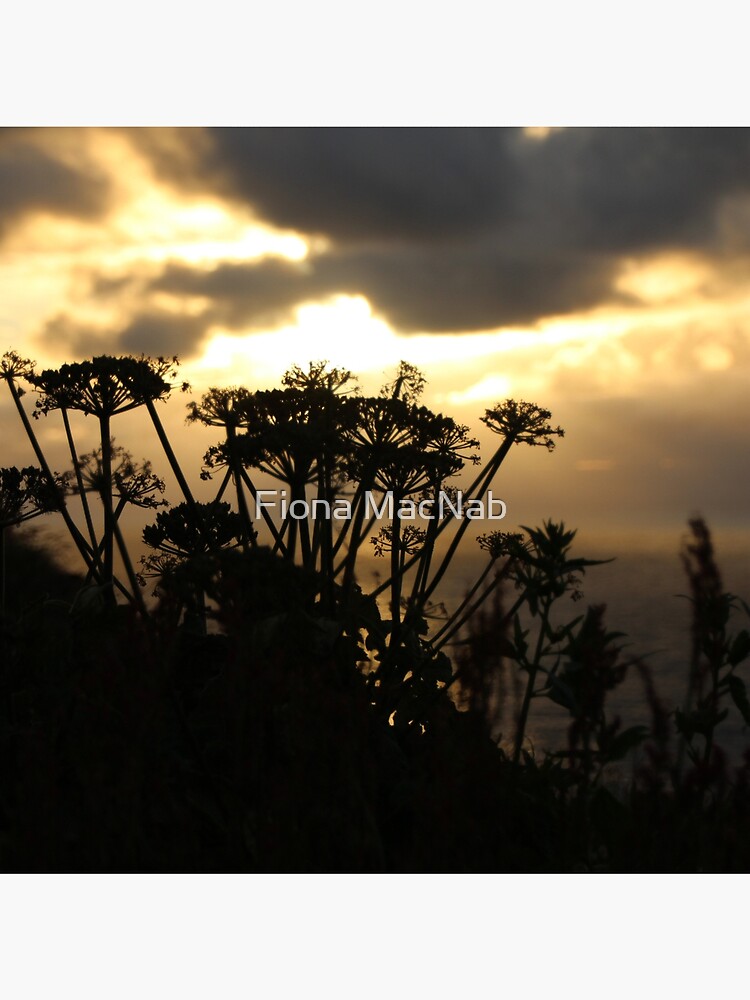 Sunset blossom by orcadia