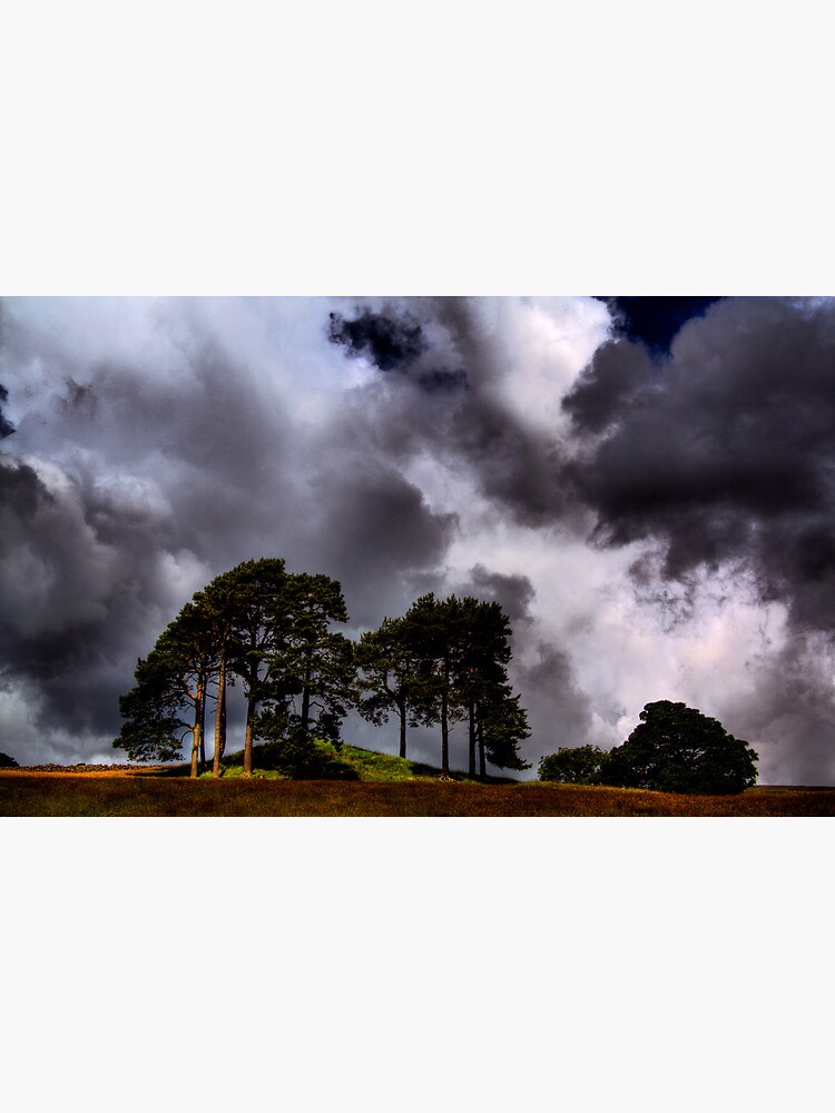 The Lonesome Pines by Shuggie