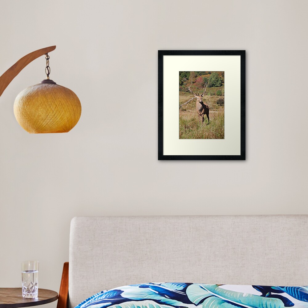 Monarch of the Glen Framed Art Print