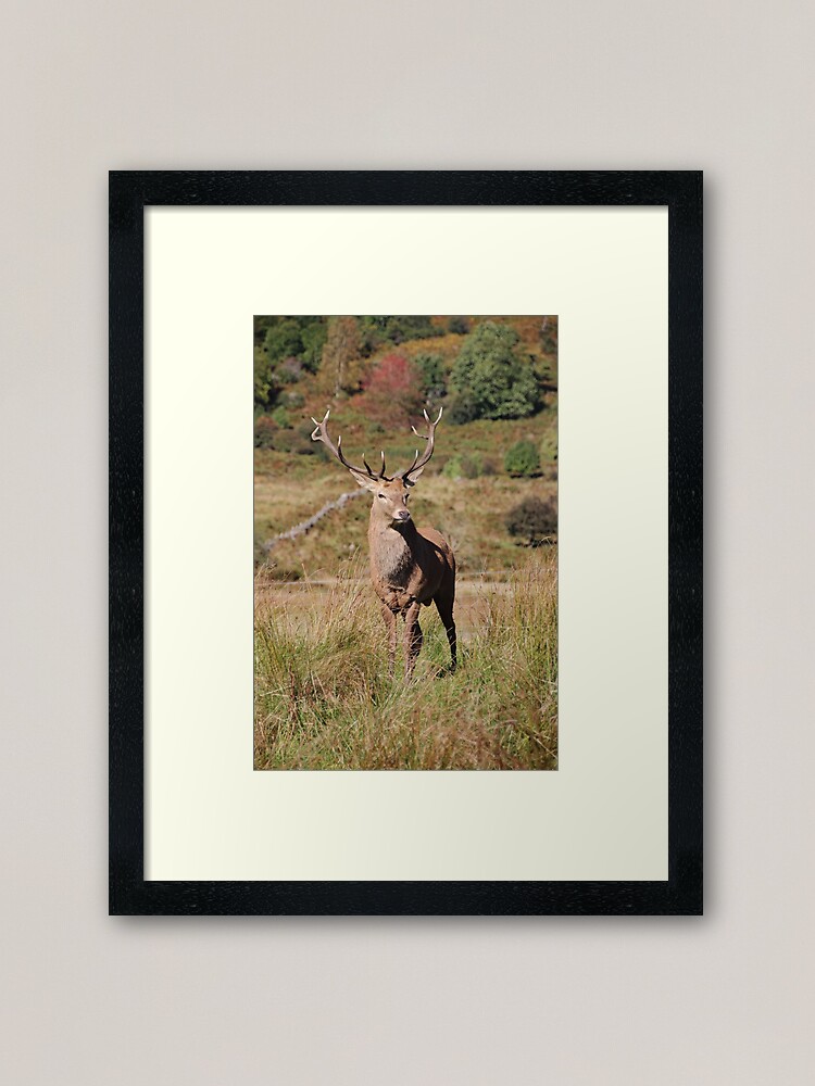 Alternate view of Monarch of the Glen Framed Art Print