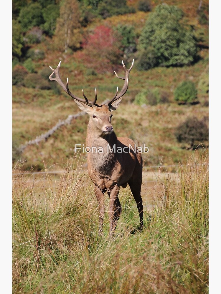 Monarch of the Glen by orcadia