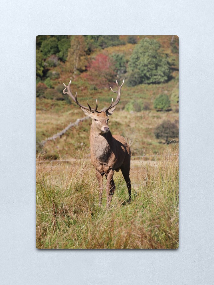 Alternate view of Monarch of the Glen Metal Print