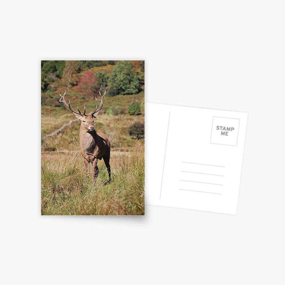 Monarch of the Glen Postcard