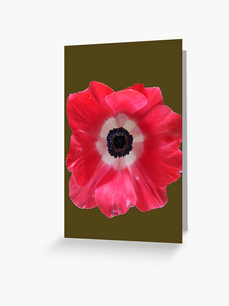 Tarjetas de felicitación «Flor Roja Anémona - Anémona Roja» de josesita |  Redbubble