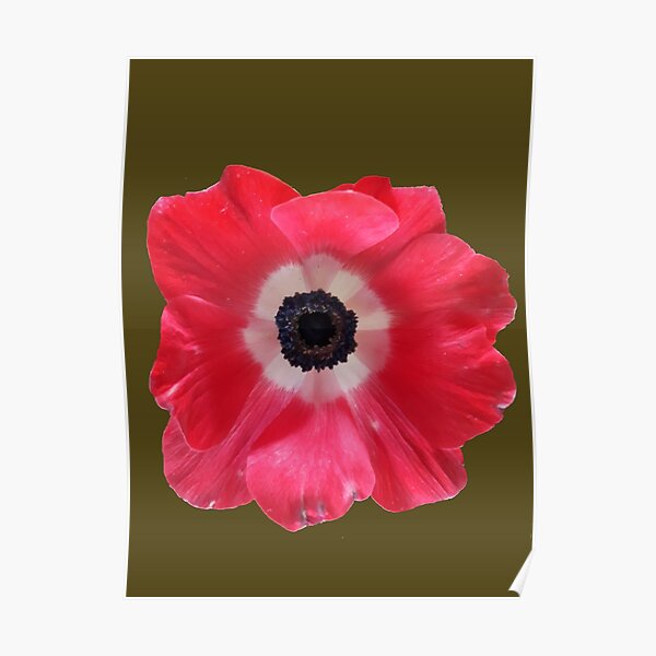 Anemone Red Flower - Anémona Roja