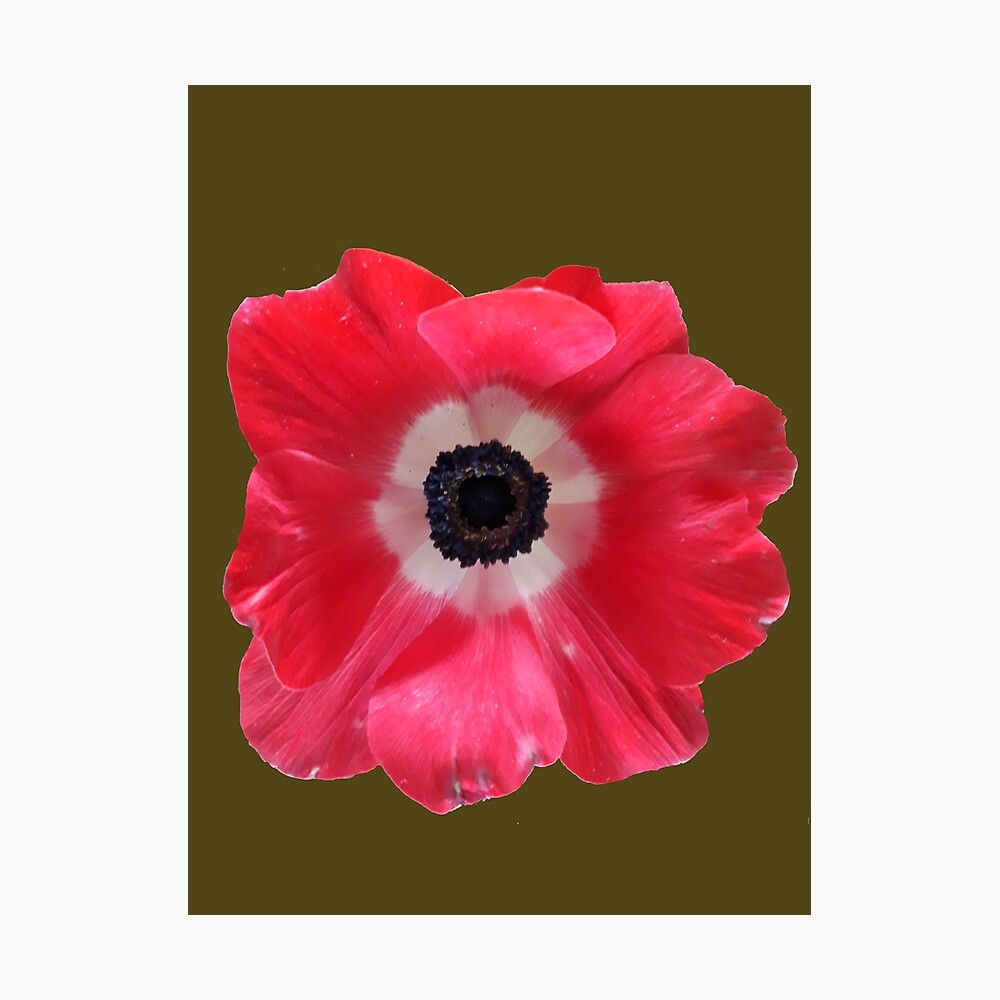 Anemone Red Flower - Anémona Roja