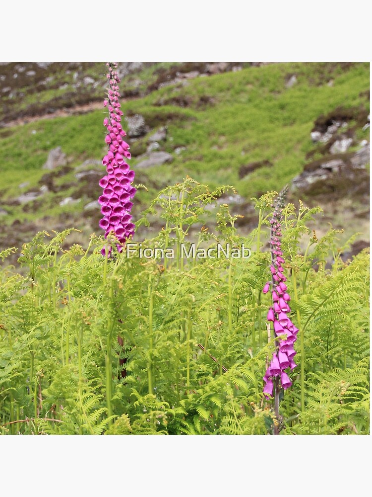 Foxgloves by orcadia