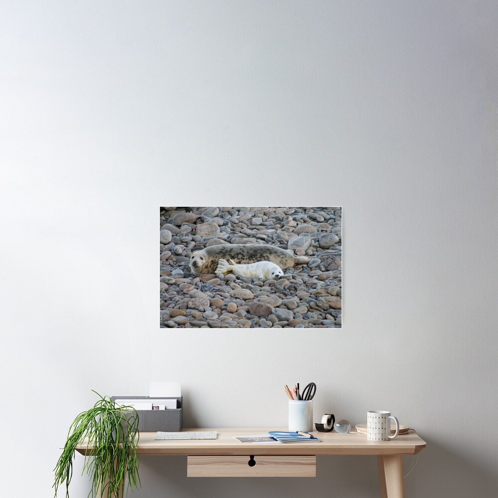 Grey seal & pup Poster