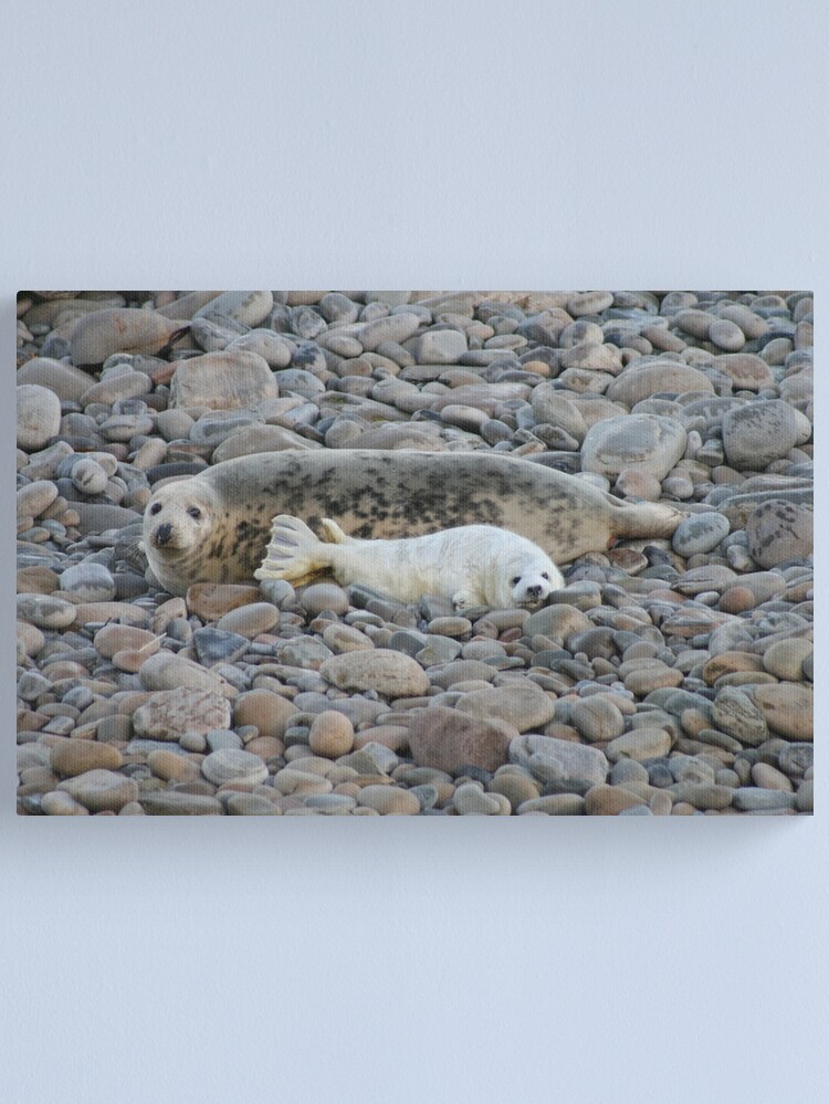 Thumbnail 1 of 3, Canvas Print, Grey seal & pup designed and sold by orcadia.